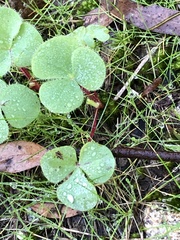 Oxalis purpurea