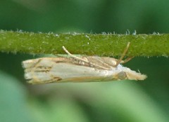 Crambus agitatellus
