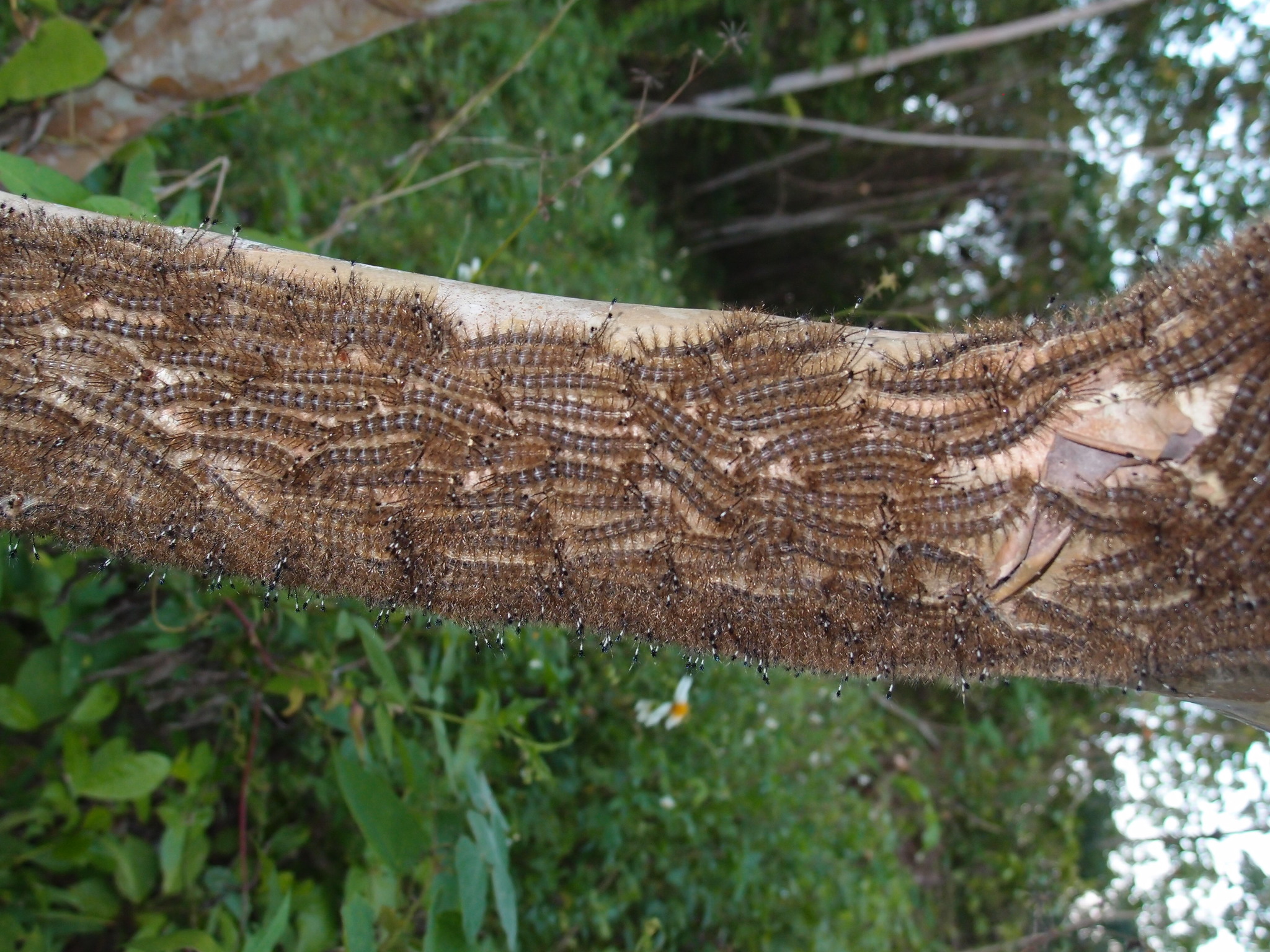Hylesia metabus · BioDiversity4All