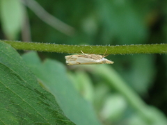 Crambus agitatellus