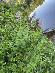 Spiraea alba latifolia