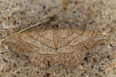 Eumacaria madopata