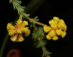 Acacia asperulacea