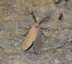 Pygarctia abdominalis