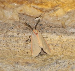 Pygarctia abdominalis