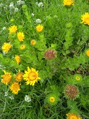 Grindelia inuloides