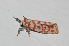 Nephelomilta effracta