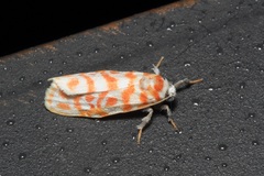 Nephelomilta effracta