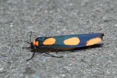 Monosyntaxis holmanhunti