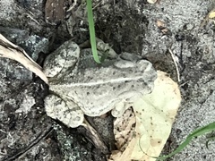 Anaxyrus fowleri