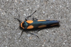 Monosyntaxis holmanhunti