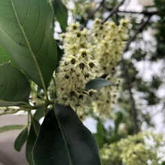 Elaeocarpus decipiens