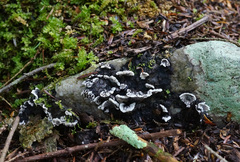 Thelephora cuticularis