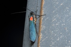 Monosyntaxis holmanhunti