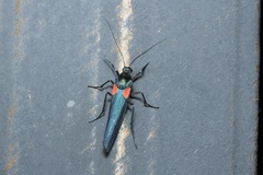 Monosyntaxis holmanhunti