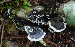 Thelephora cuticularis