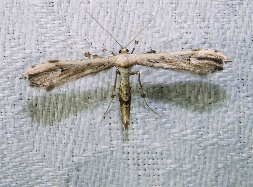 Joe-Pye Weed Plume Moth