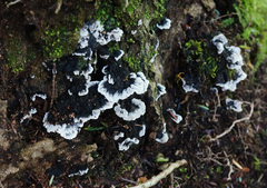 Thelephora cuticularis