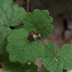 Closterotomus biclavatus