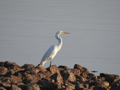 Ardea alba