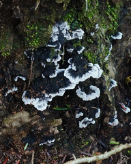 Thelephora cuticularis