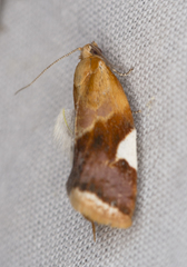 Clepsis persicana