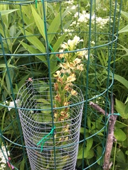 Platanthera leucophaea