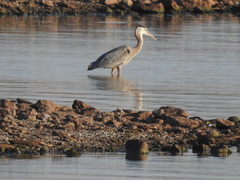 Ardea herodias