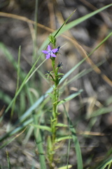 Triodanis leptocarpa