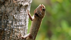 Calotes versicolor