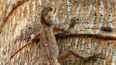 Calotes versicolor