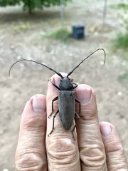Enaphalodes hispicornis