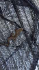 Lissotriton vulgaris