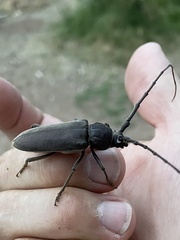 Enaphalodes hispicornis