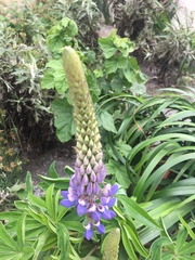 Lupinus nootkatensis