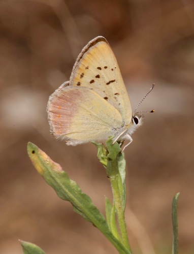 Lilac-bordered Copper photo 6