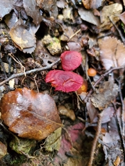 Dermocybe