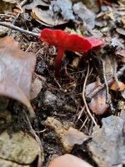 Dermocybe