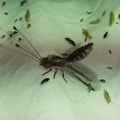 Bubopsis agrionoides