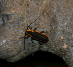 Saperda lateralis