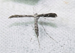 Hellinsia inquinatus