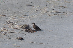 Cinclodes nigrofumosus