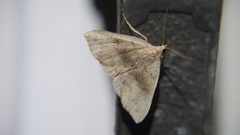 Phalaenostola eumelusalis