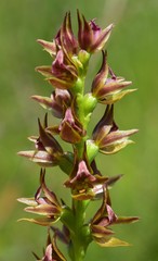 Prasophyllum appendiculatum