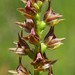 Heathland Leek Orchid - Photo (c) Mike and Cathy Beamish, some rights reserved (CC BY-NC)