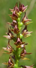 Prasophyllum appendiculatum