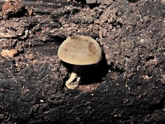 Heimiomyces velutipes