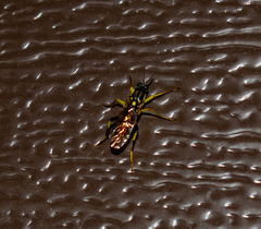 Xylomya tenthredinoides