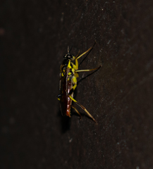 Xylomya tenthredinoides