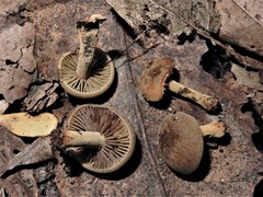 Heimiomyces velutipes